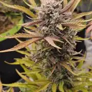 Gorilla Cookies Auto - Winter grow
