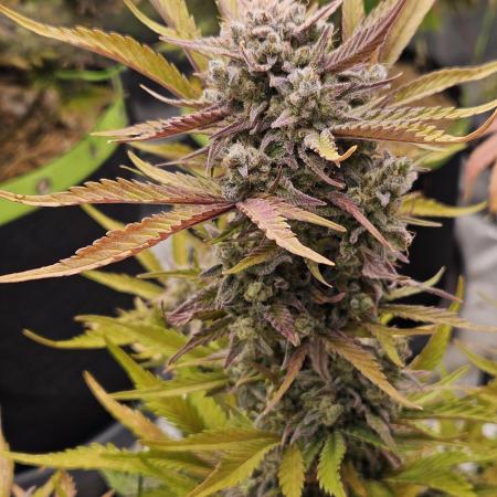 Gorilla Cookies Auto - Winter grow