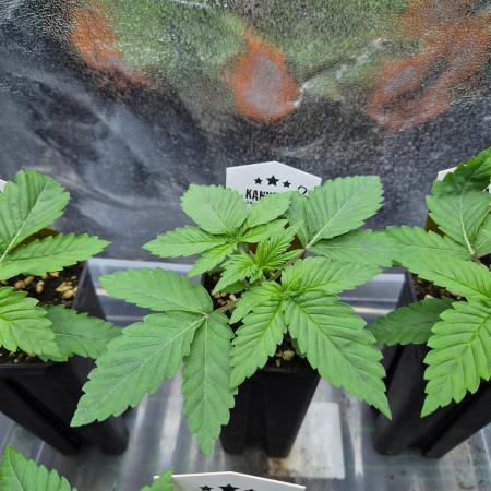 Honey Bear #3 - Humboldt Seed Company