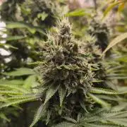 Geist Grow – Geist Grow OG S1