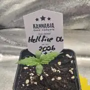 Hellfire OG - Kannabia - Winter Grow