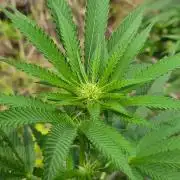 Forbidden Runtz Guerilla Grow
