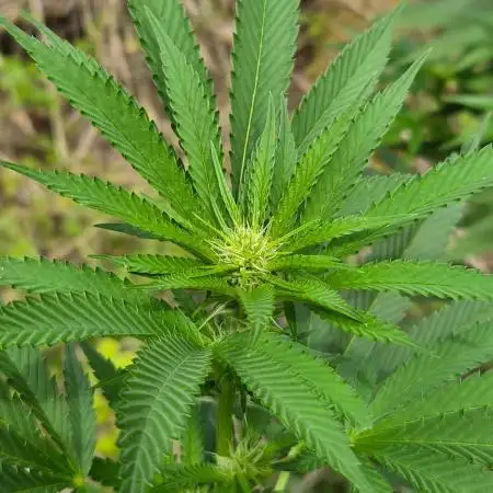 Forbidden Runtz Guerilla Grow