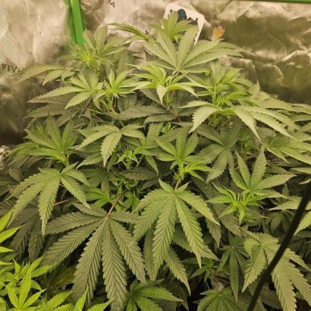 Gas Gimlet - Wizard Trees #3