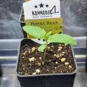 Honey Bear #1 - Humboldt Seed Company
