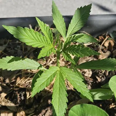OG Kush Auto - Outdoor