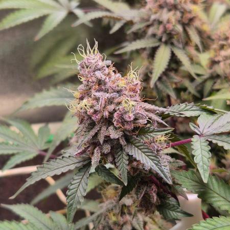 Slushberry Mintz - Outdoor vs Indoor