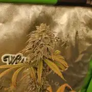 Hellfire OG - Kannabia - Winter Grow