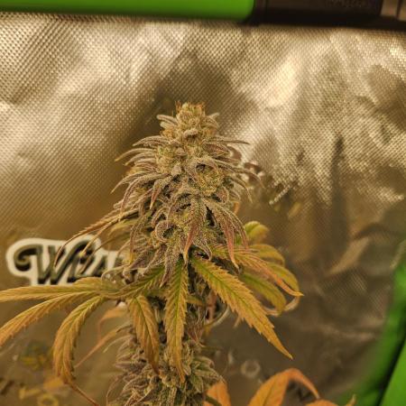 Hellfire OG - Kannabia - Winter Grow