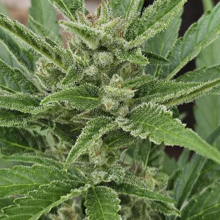 OG Kush Auto - Outdoor