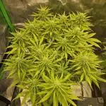 White Apricot Z - Gasstationseeds