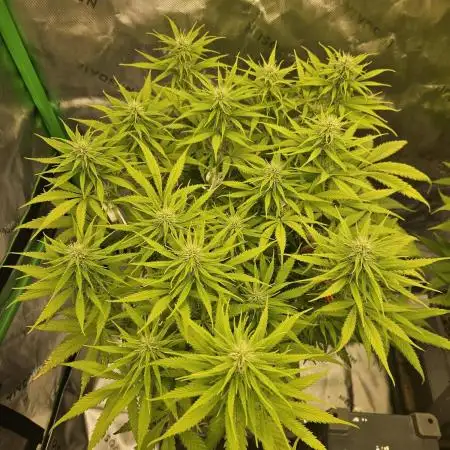 White Apricot Z - Gasstationseeds