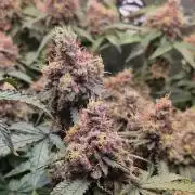 Slushberry Mintz - Outdoor vs Indoor