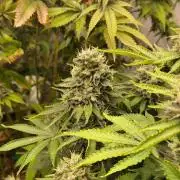 Geist Grow – Geist Grow OG S1