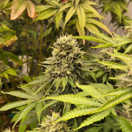 Geist Grow – Geist Grow OG S1