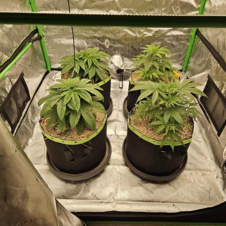 Hellfire OG - Kannabia - Winter Grow