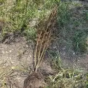 Hellfire OG - Guerilla Grow