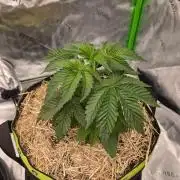 Honey Bear #4 - Humboldt Seed Company