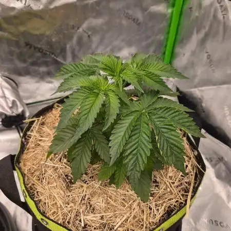 Honey Bear #4 - Humboldt Seed Company