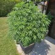 Slushberry Mintz - Outdoor vs Indoor