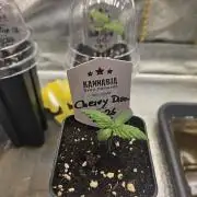 Cherry Dream - Kannabia - Winter Grow