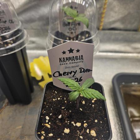 Cherry Dream - Kannabia - Winter Grow