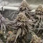 Sugar Cane - In House Genetics