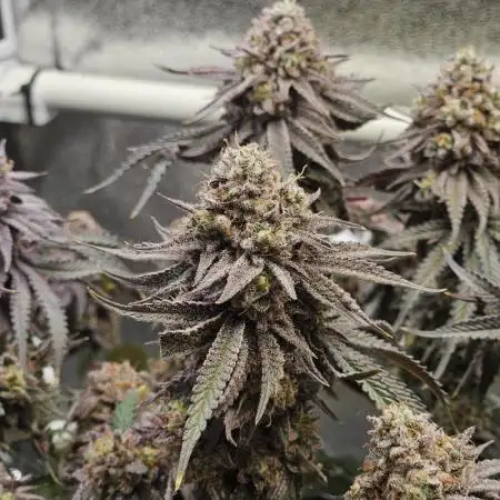 Sugar Cane - In House Genetics