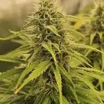 White Apricot Z - Gasstationseeds