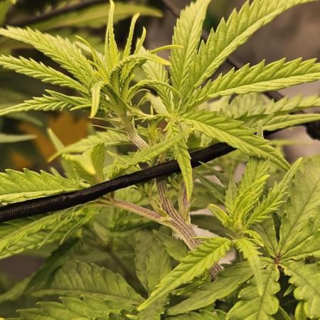 Mimosa Dream - Kannabia