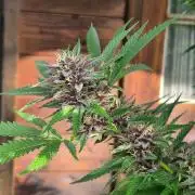 Slushberry Mintz - Outdoor vs Indoor