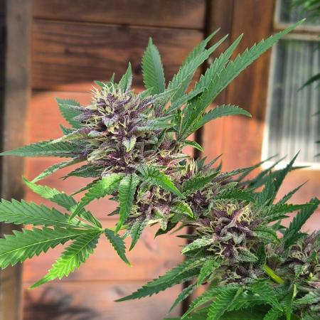 Slushberry Mintz - Outdoor vs Indoor
