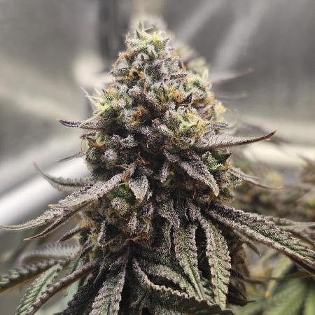 Sugar Cane - In House Genetics