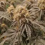 Merengon #2 -  Black Tuna Seeds