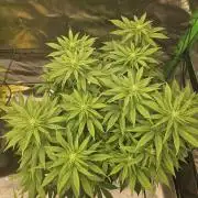 Candy Clouds - Nordkraut