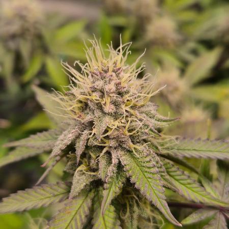 Slushberry Mintz - Outdoor vs Indoor