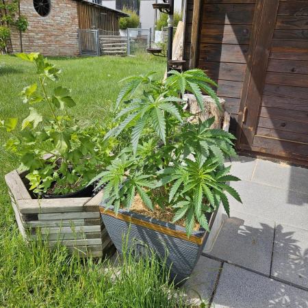 Slushberry Mintz - Outdoor vs Indoor