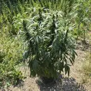 Strawberry Guawa - Guerilla Grow