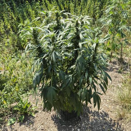 Strawberry Guawa - Guerilla Grow