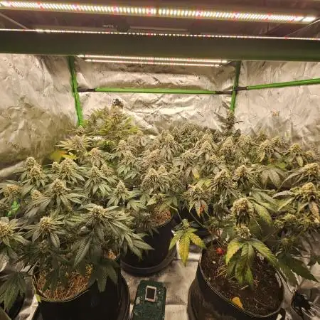 Marshmallow OG Duet