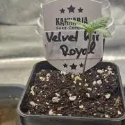 Velvet Kir Royal - Hnny - Winter Grow
