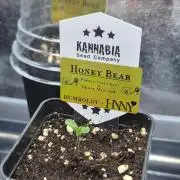 Honey Bear #1 - Humboldt Seed Company