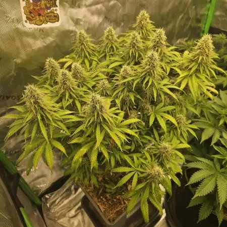 White Apricot Z - Gasstationseeds