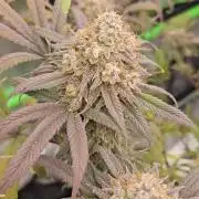 Midnight Lemonade - HNNY HMP