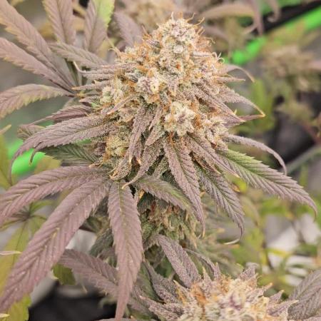 Midnight Lemonade - HNNY HMP