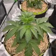 Honey Bear #1 - Humboldt Seed Company