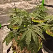 Honey Bear #1 - Humboldt Seed Company