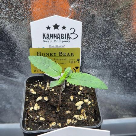 Honey Bear #3 - Humboldt Seed Company