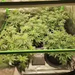 Marshmallow OG Duet