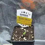 Honey Bear #4 - Humboldt Seed Company